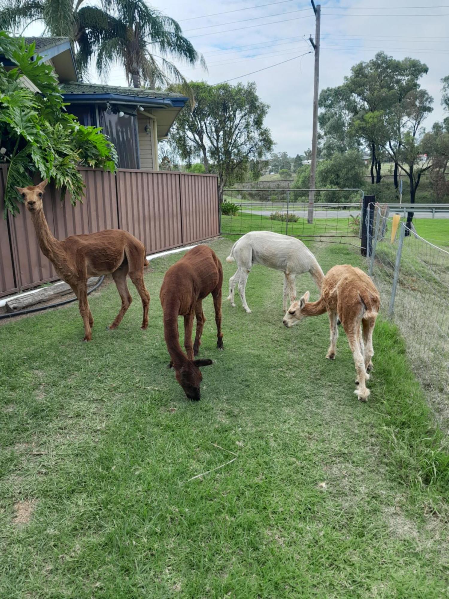 Muswellbrook Northside Bed & Breakfast Экстерьер фото